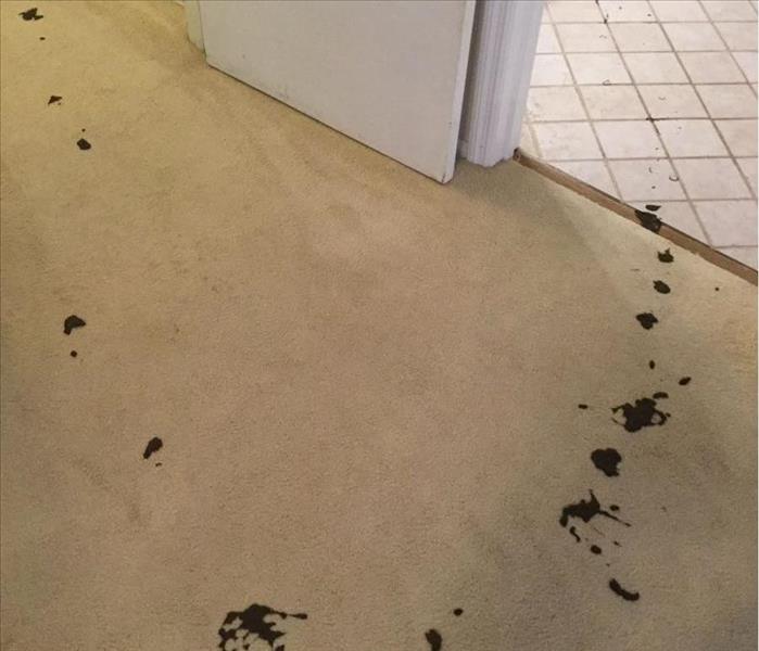 Toilet  backed up leaving feces on carpet 