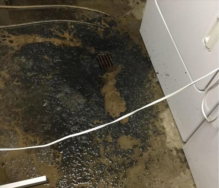 Sewage backup  in laundry room