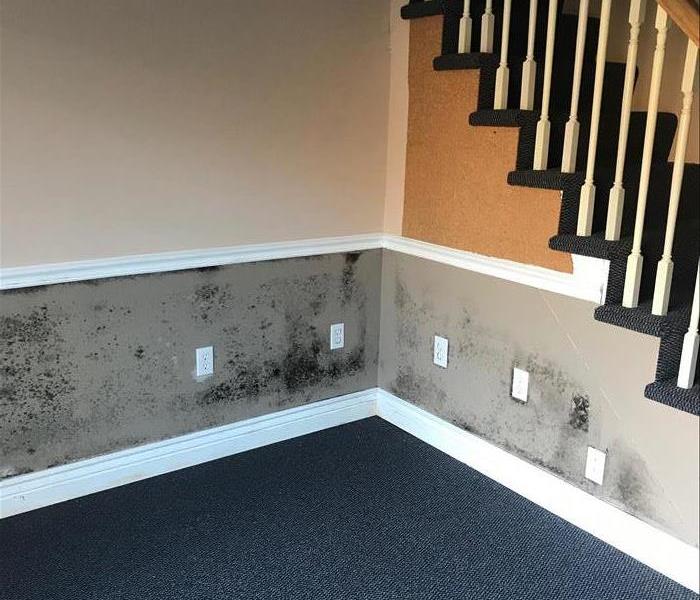 Severe mold growth on wall.